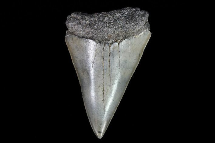 Fossil Mako Shark Tooth - Georgia #75019